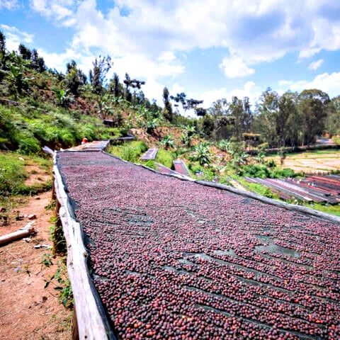 Rwanda Ngera Anaerobic