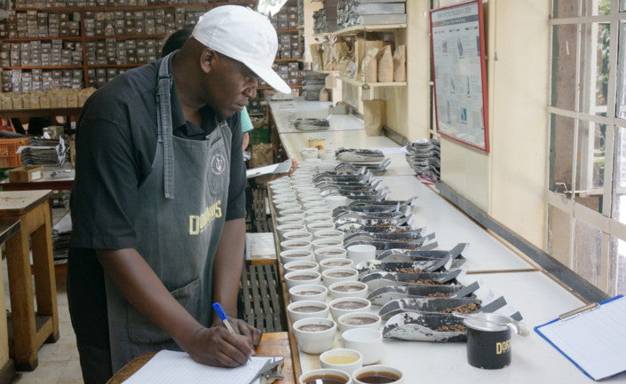 Kenya Kianyangi – PAVEMENT COFFEE ROASTERY