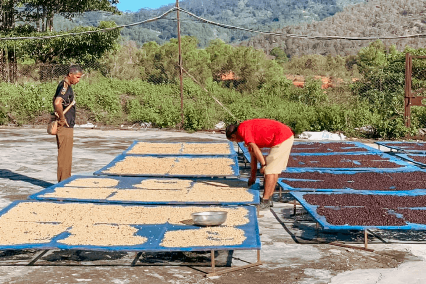 Leste Timor Estado Village (Timor Global) – PAVEMENT COFFEE ROASTERY
