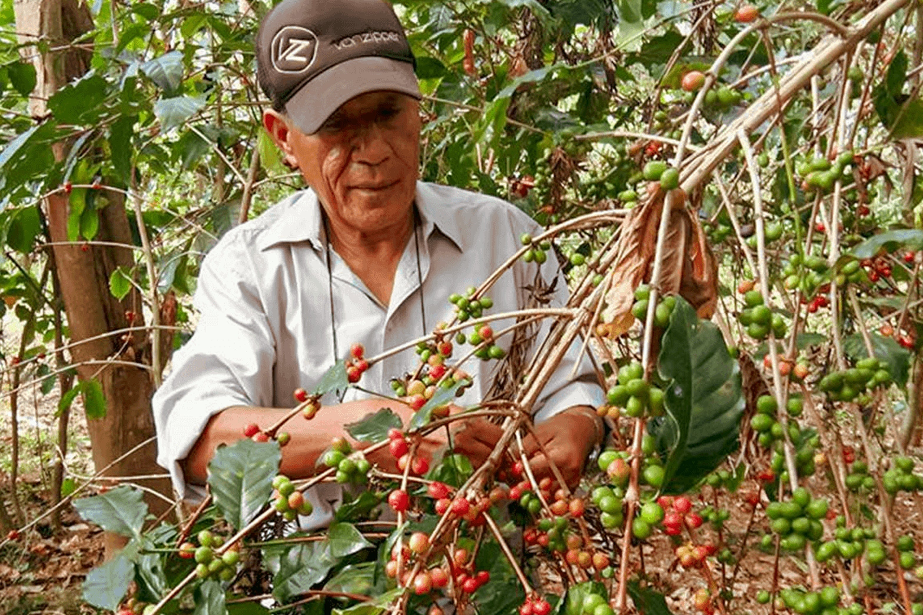 Leste Timor Estado Village (Timor Global) – PAVEMENT COFFEE ROASTERY