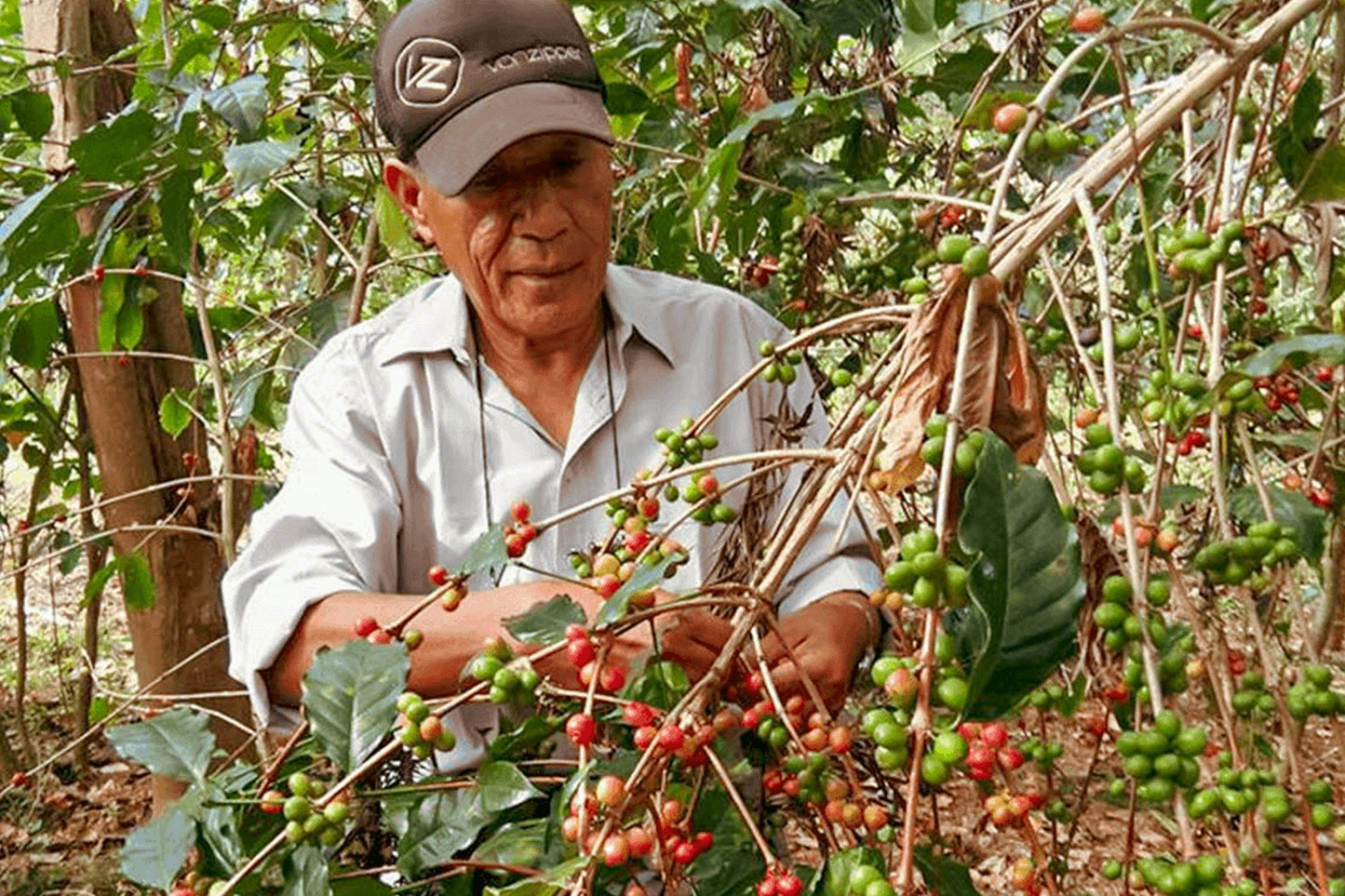 Leste Timor  Estado Village (Timor Global)